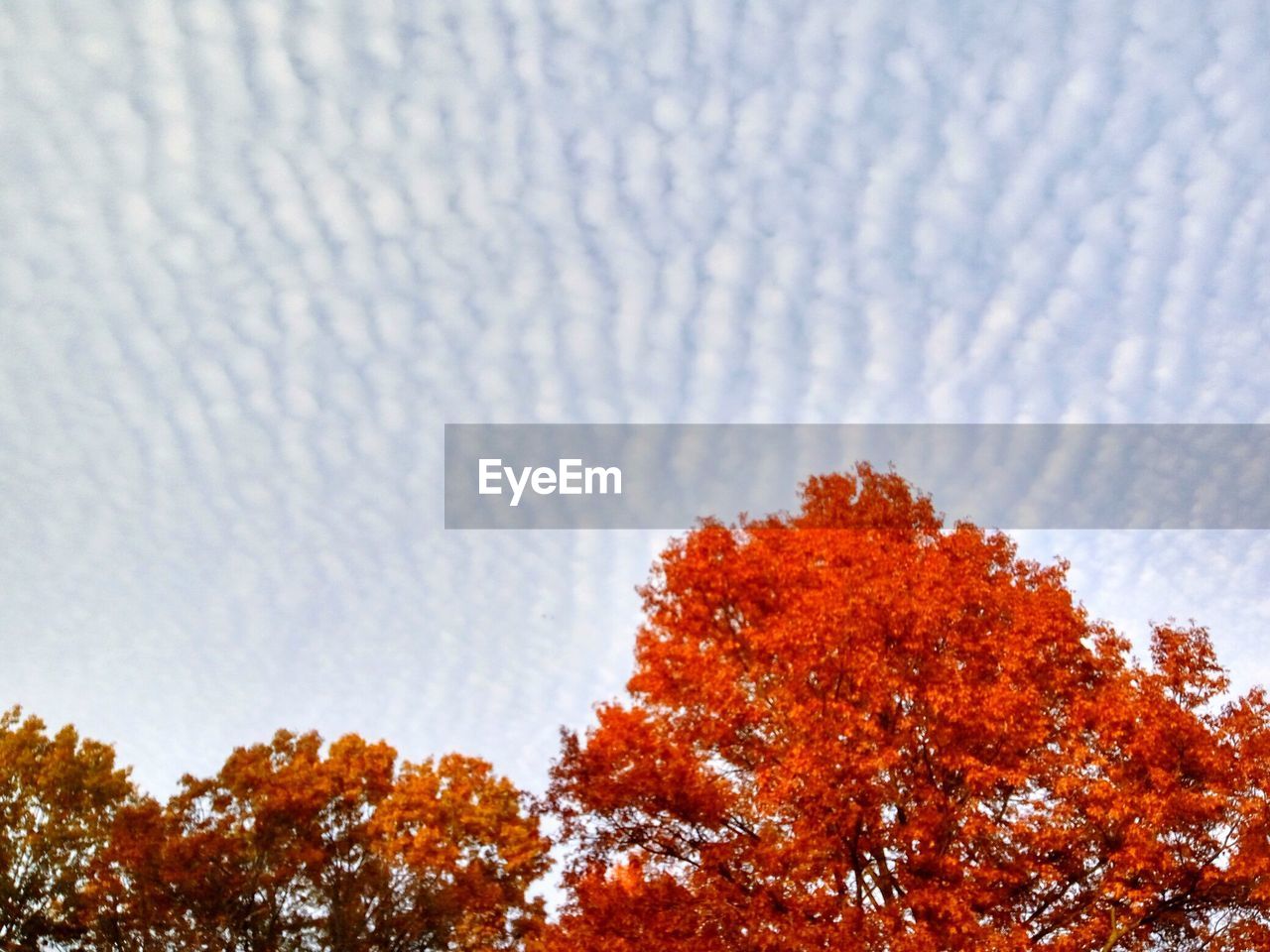 LOW ANGLE VIEW OF TREES AGAINST SKY