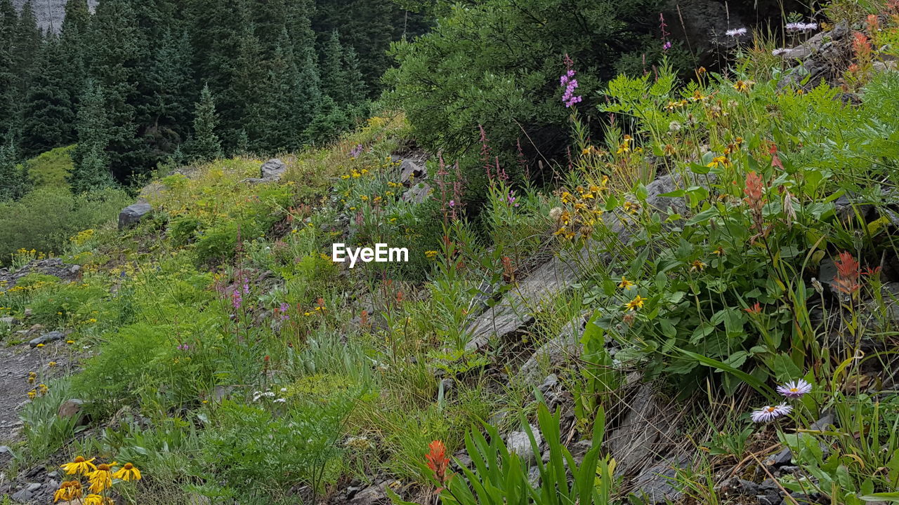 VIEW OF PLANTS