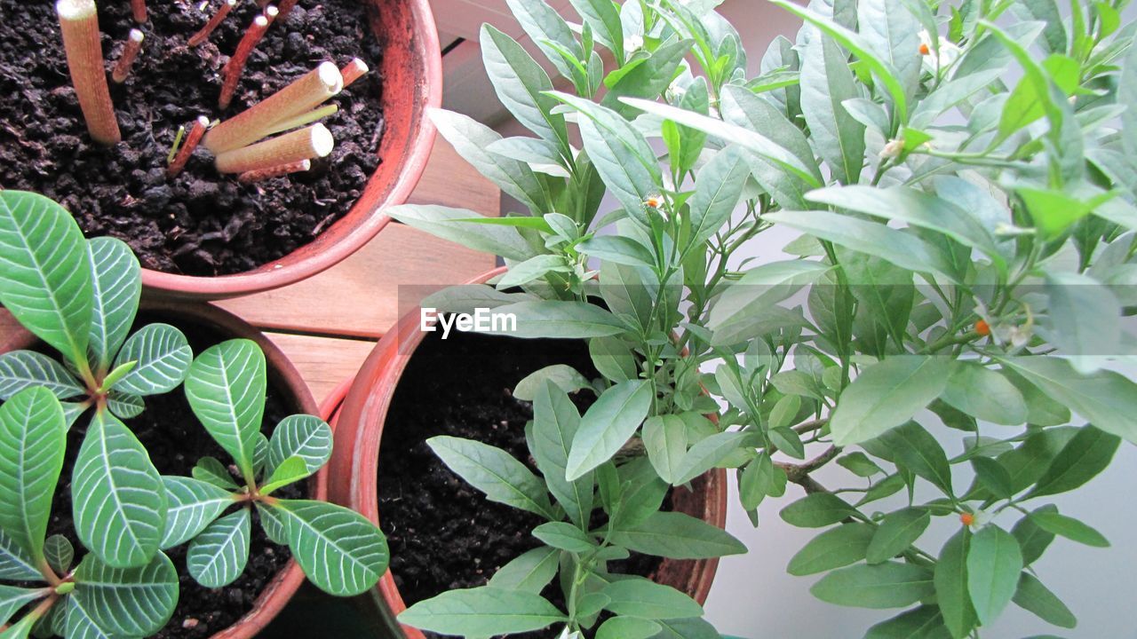 Close-up high angle view of pot plants