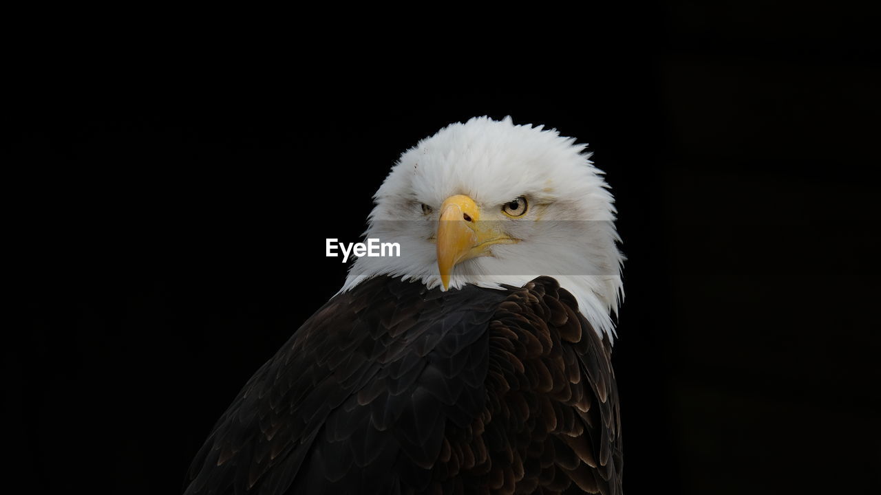 Close-up of eagle against black background