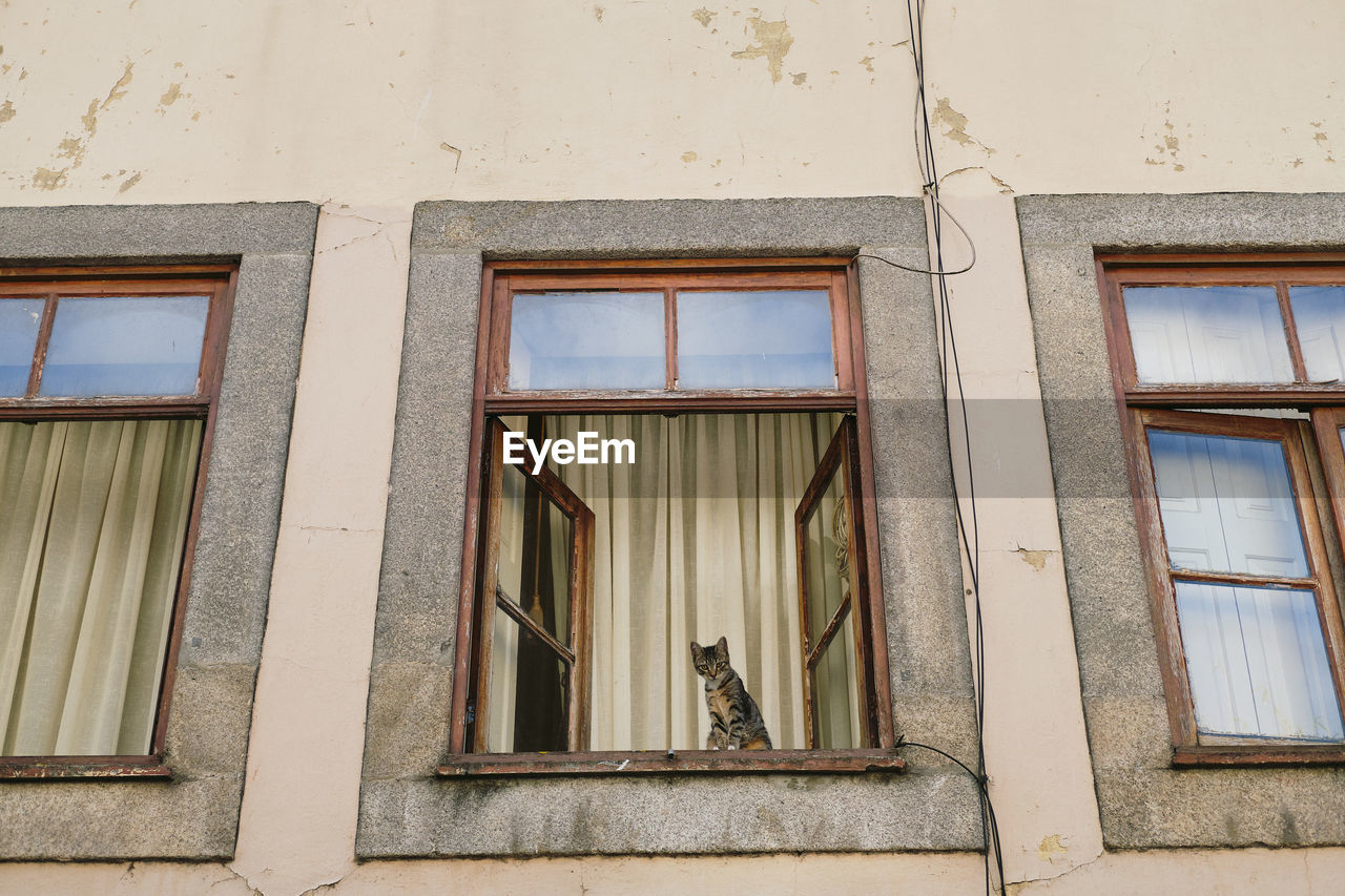 Low angle view of cat on window of building