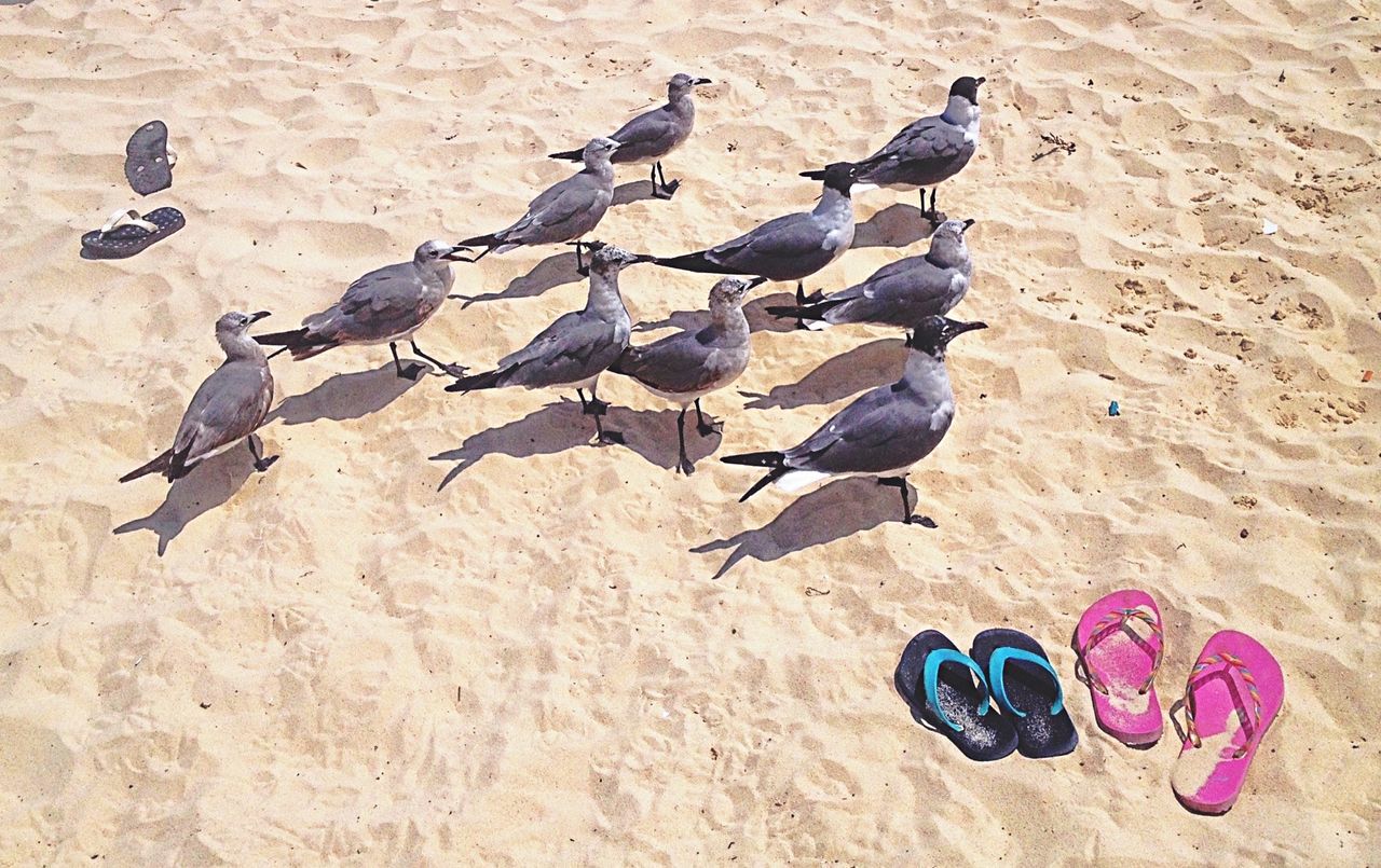 Seagulls and flip-flops on sand