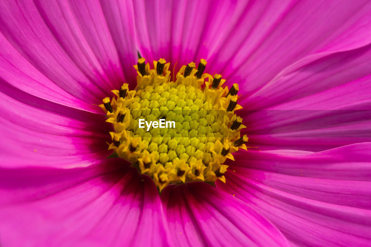 Full frame shot of pink flower