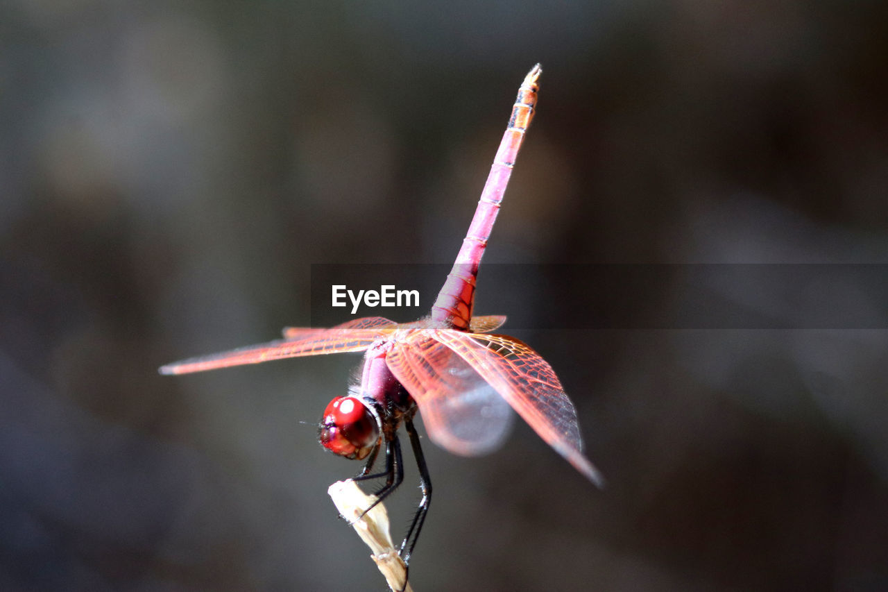 CLOSE-UP OF HOUSEFLY