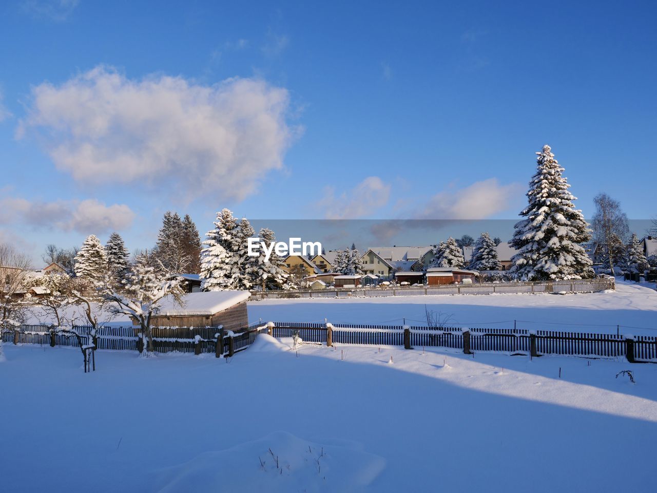 Snow covered plants by trees against blue sky