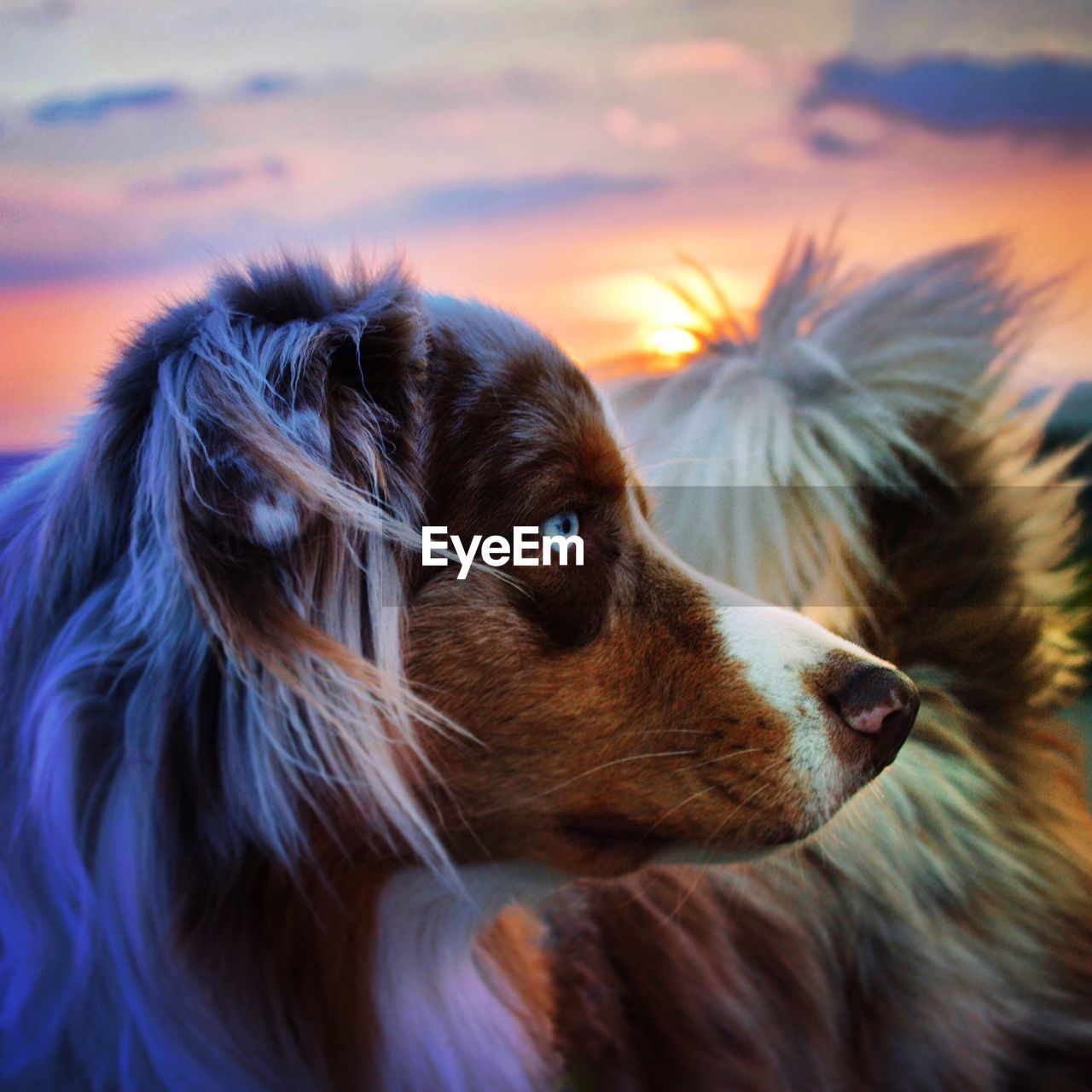 Close-up of dog during sunset