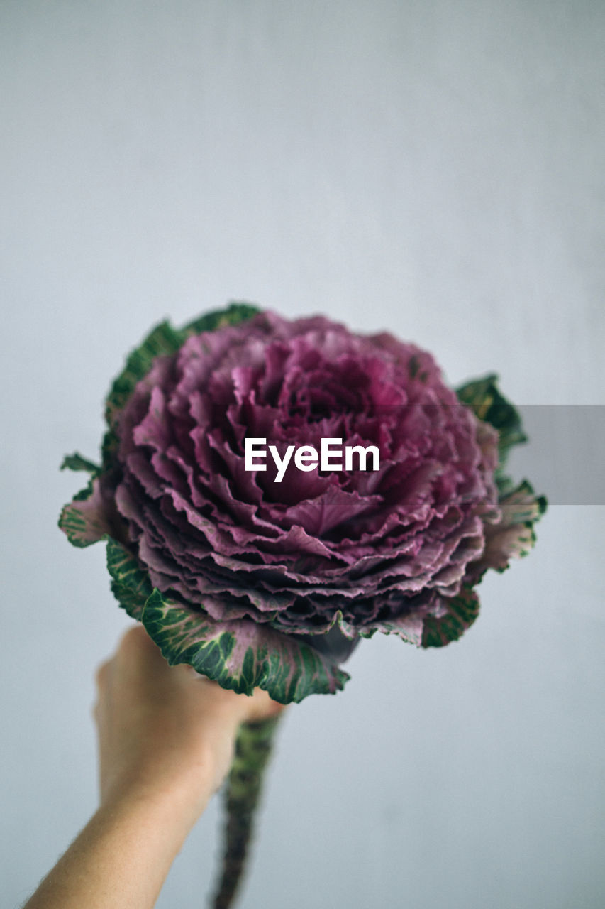 Close-up of hand holding flower against gray background