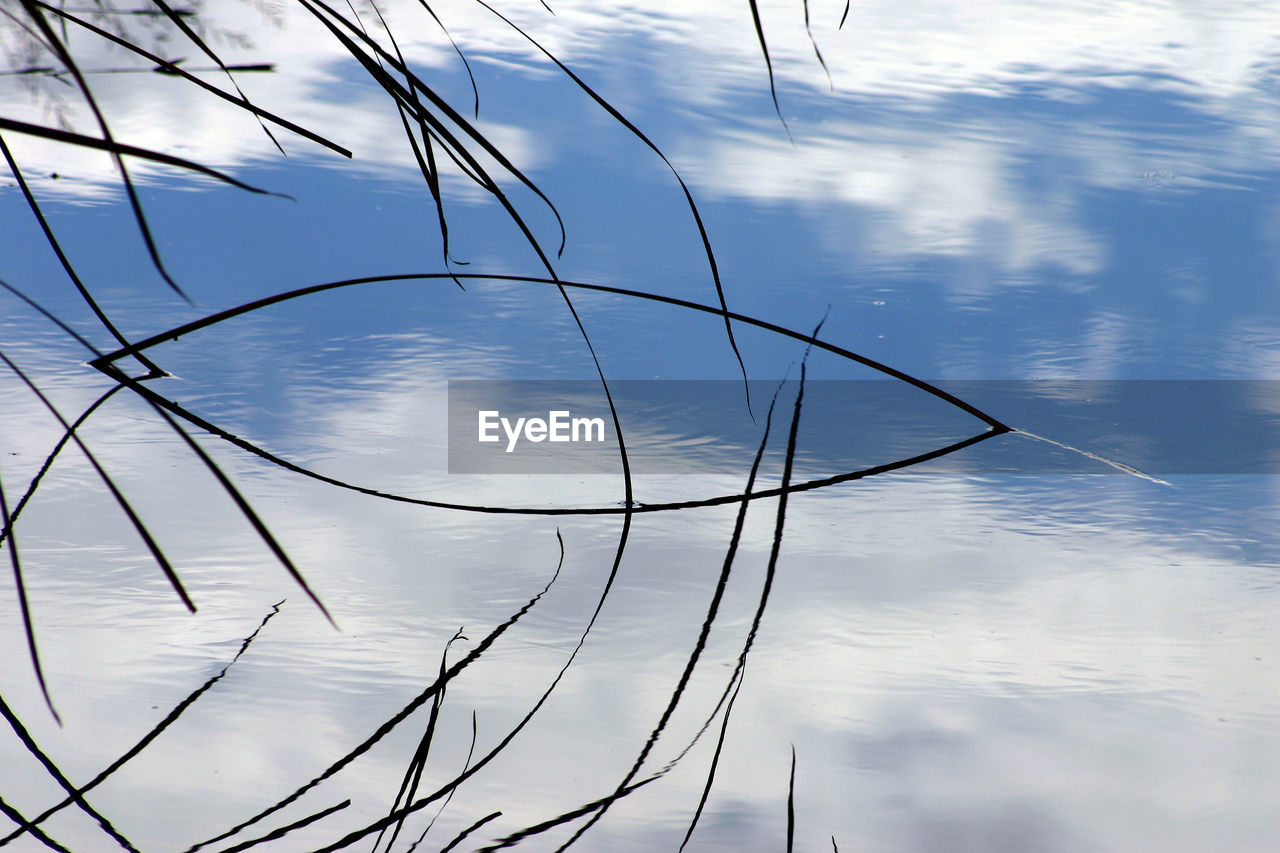 CLOSE-UP OF REFLECTION OF TREE IN WATER