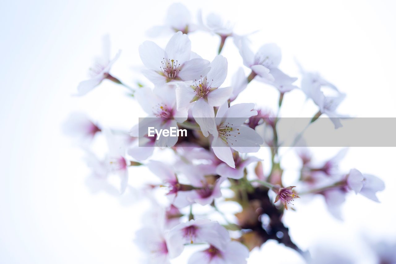 CLOSE-UP OF PINK CHERRY BLOSSOMS GROWING OUTDOORS