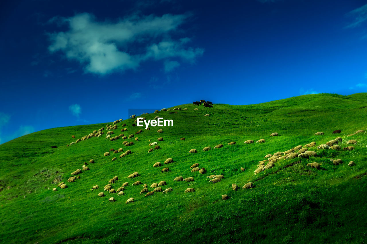 Sheep grazing on hill against sky