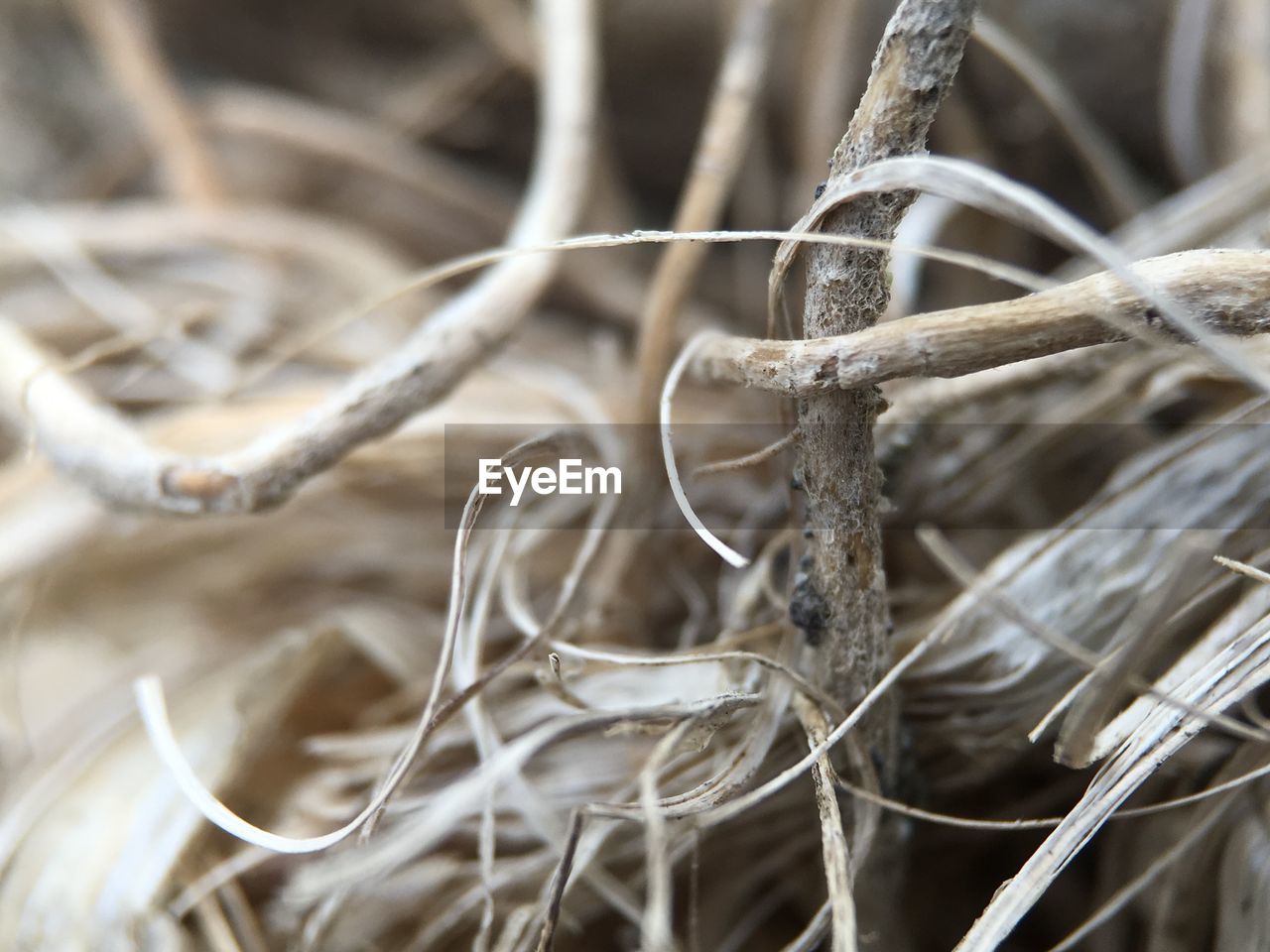 Full frame shot of tangled dry vines