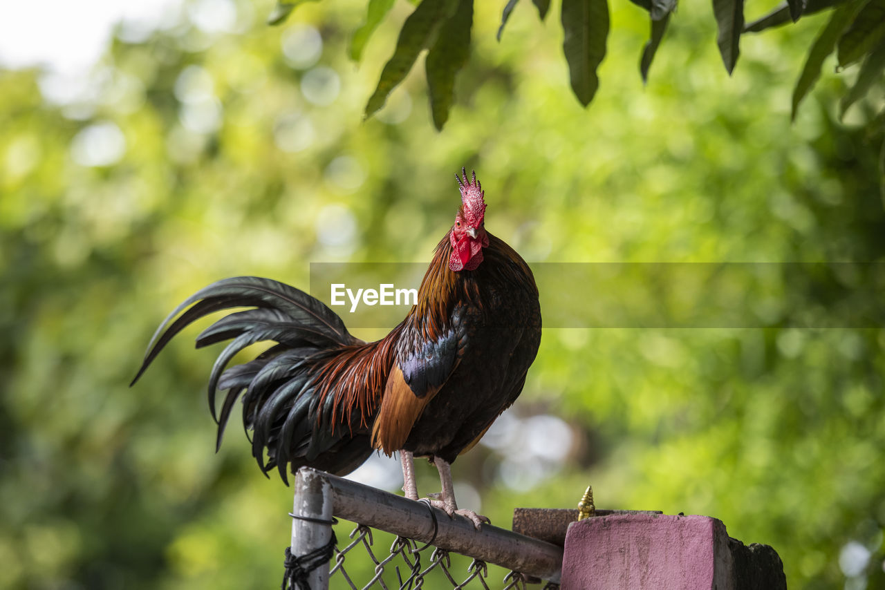 rooster on field