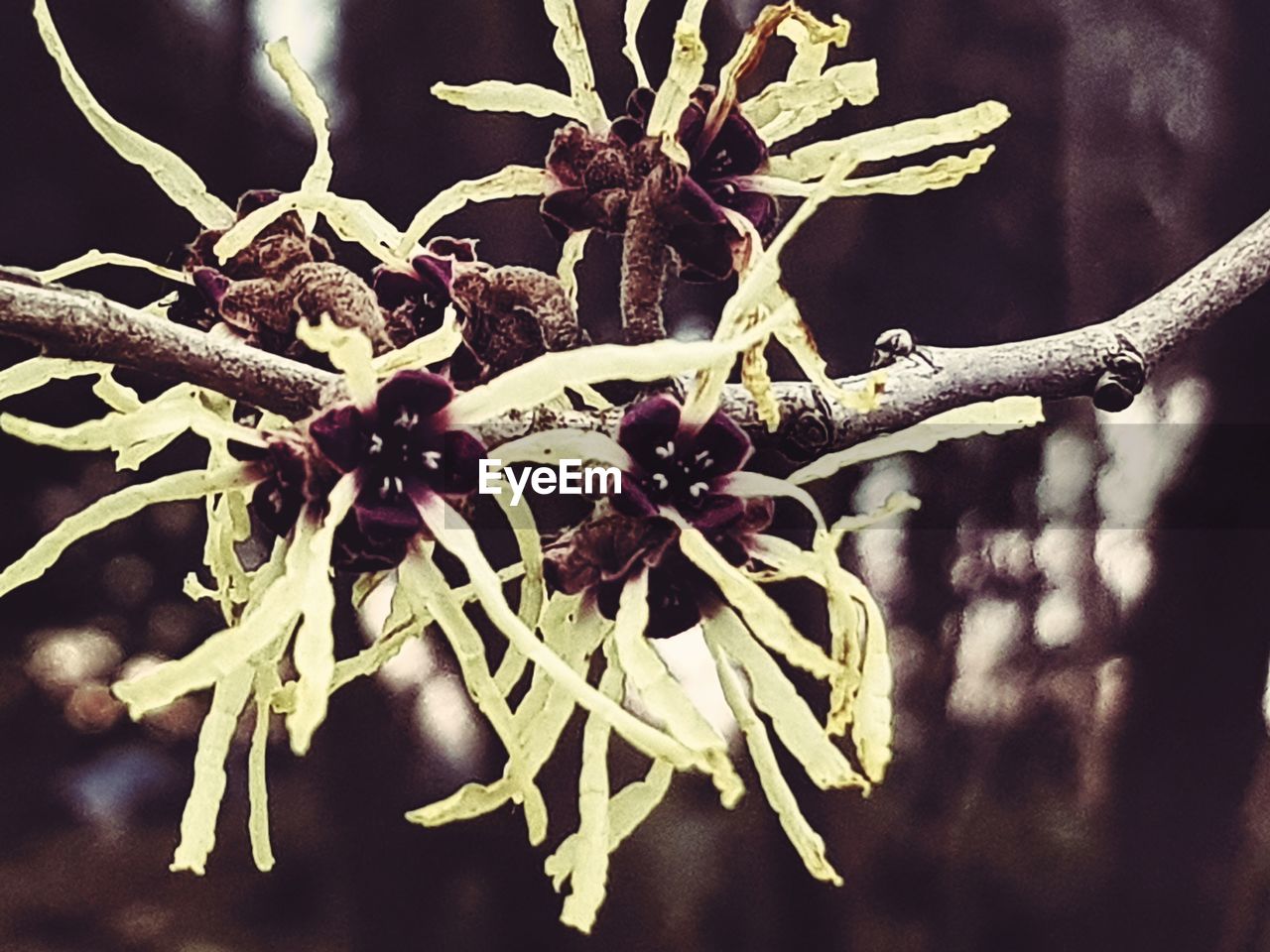 CLOSE-UP OF FLOWER