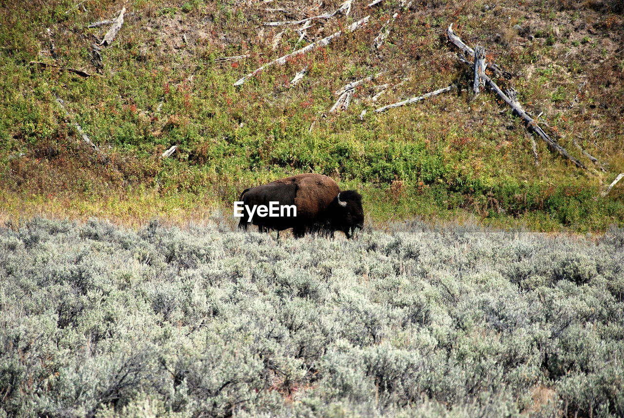 HIGH ANGLE VIEW OF SHEEP