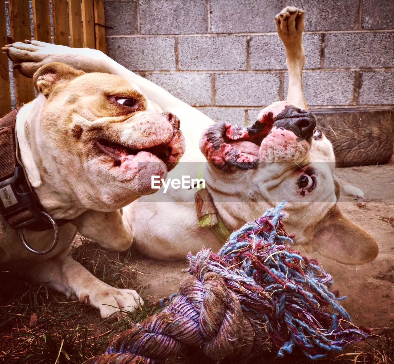 CLOSE-UP PORTRAIT OF DOG WITH DOGS