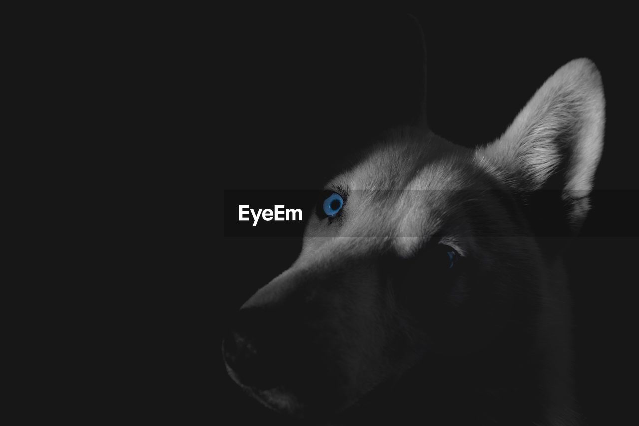 CLOSE-UP PORTRAIT OF DOG