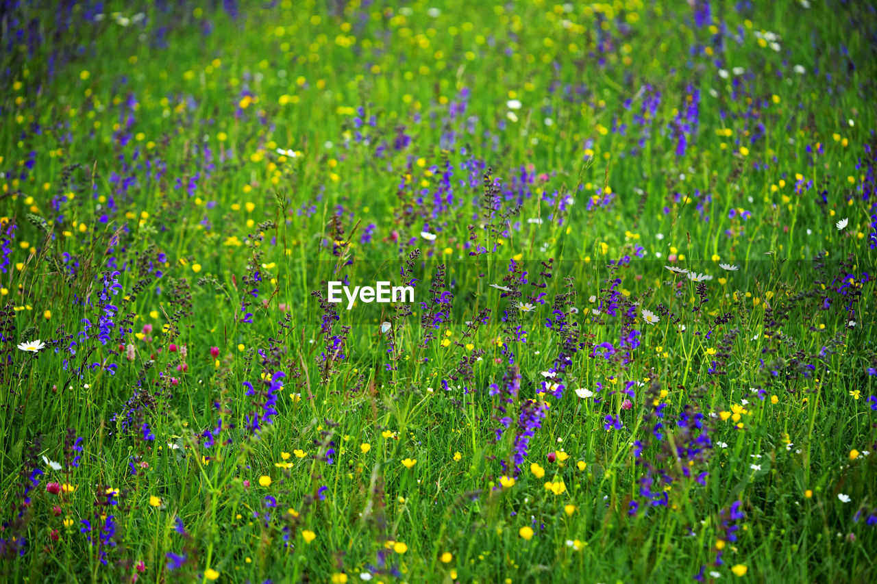 FULL FRAME SHOT OF PURPLE FLOWERING PLANTS