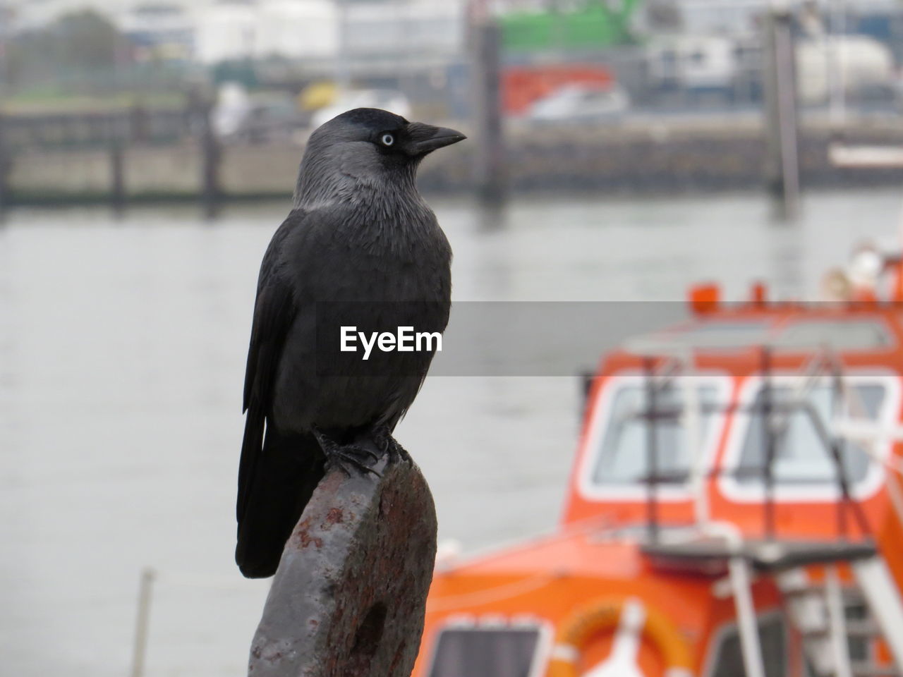 Close-up of bird perching on boat