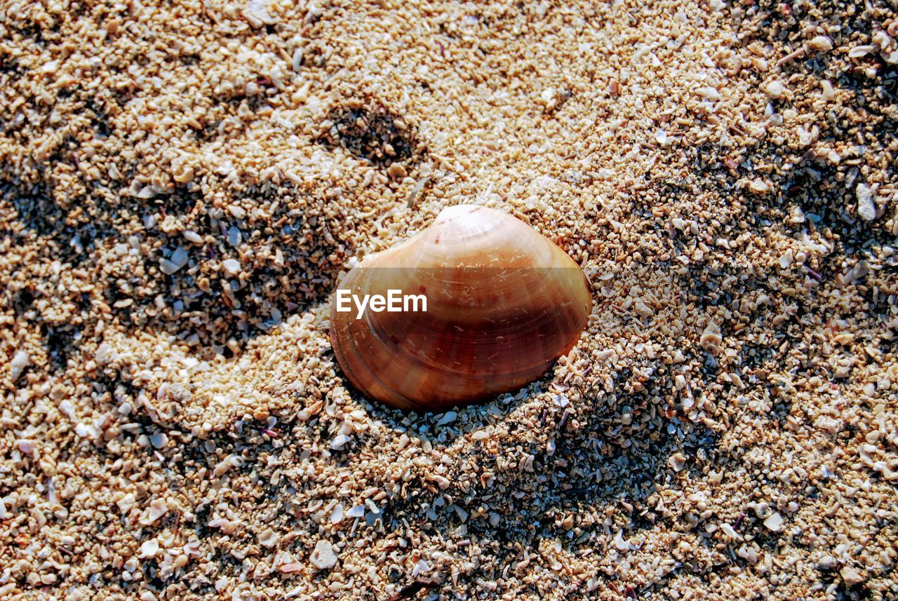 CLOSE-UP OF SEASHELL ON SAND