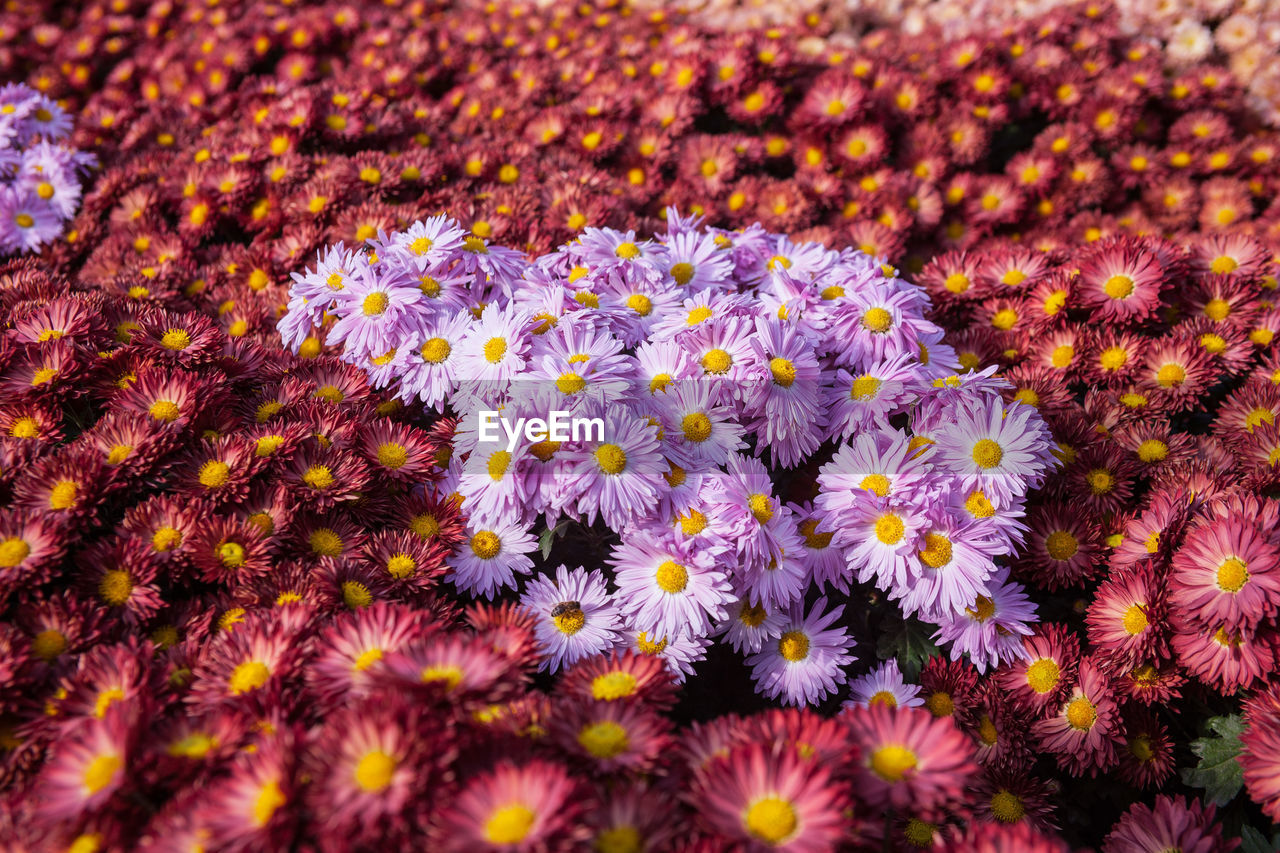 CLOSE-UP OF PURPLE FLOWERS BLOOMING OUTDOORS