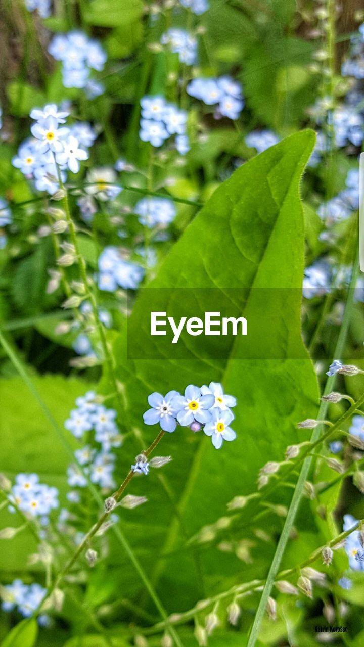 CLOSE-UP OF WHITE FLOWERS ON PLANT