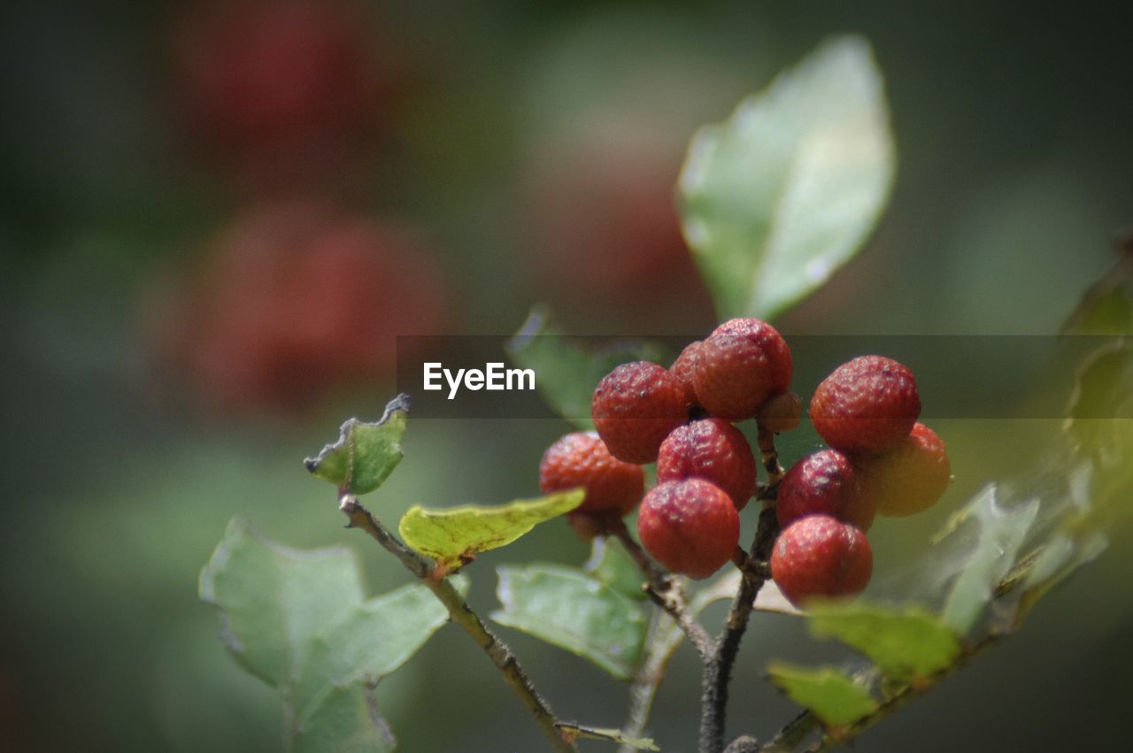 Close-up of berries on plant