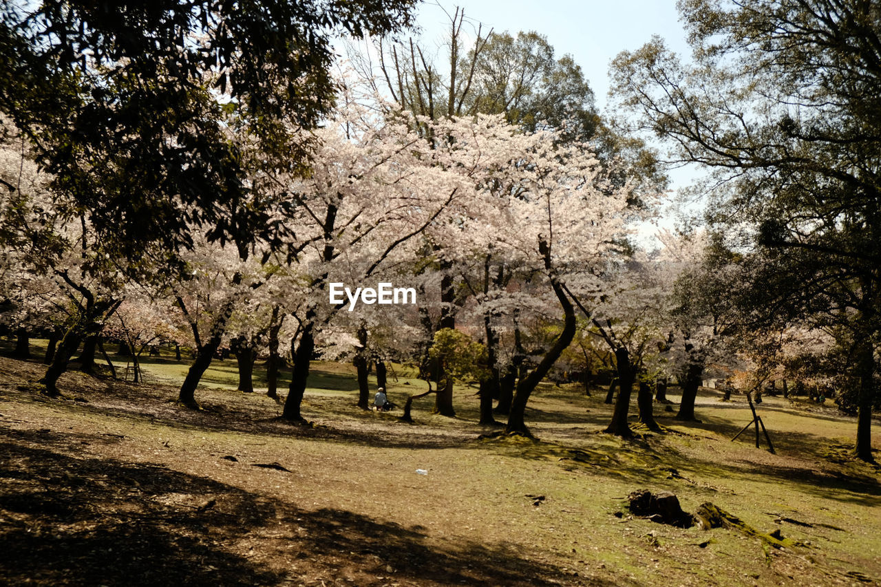 View of trees in park