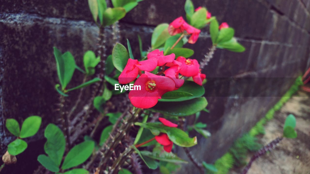 CLOSE-UP OF POTTED PLANT AGAINST RED WALL