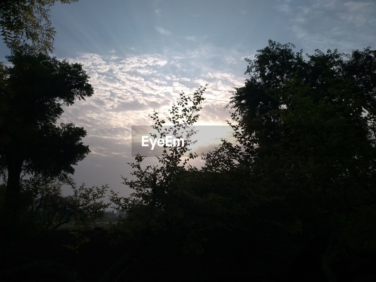 LOW ANGLE VIEW OF TREES AGAINST SKY AT SUNSET