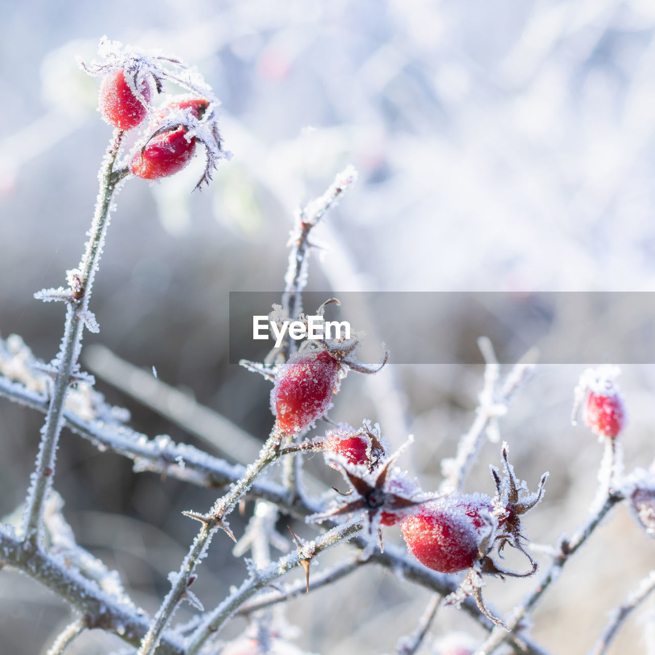 Frost covered rose hip bush against bright natural background