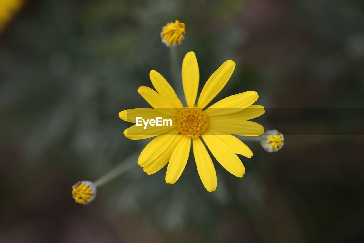 CLOSE-UP OF YELLOW FLOWERING PLANTS