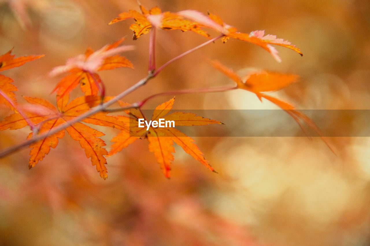 CLOSE-UP OF ORANGE MAPLE LEAVES