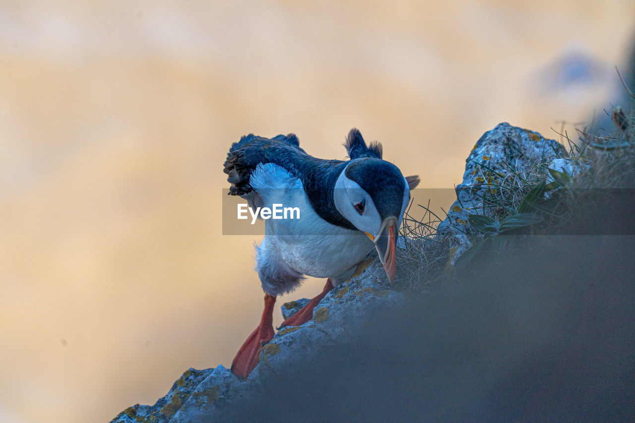 blue, animal, animal themes, animal wildlife, bird, wildlife, nature, one animal, winter, no people, outdoors, close-up, full length, day, macro photography, beauty in nature, environment, landscape
