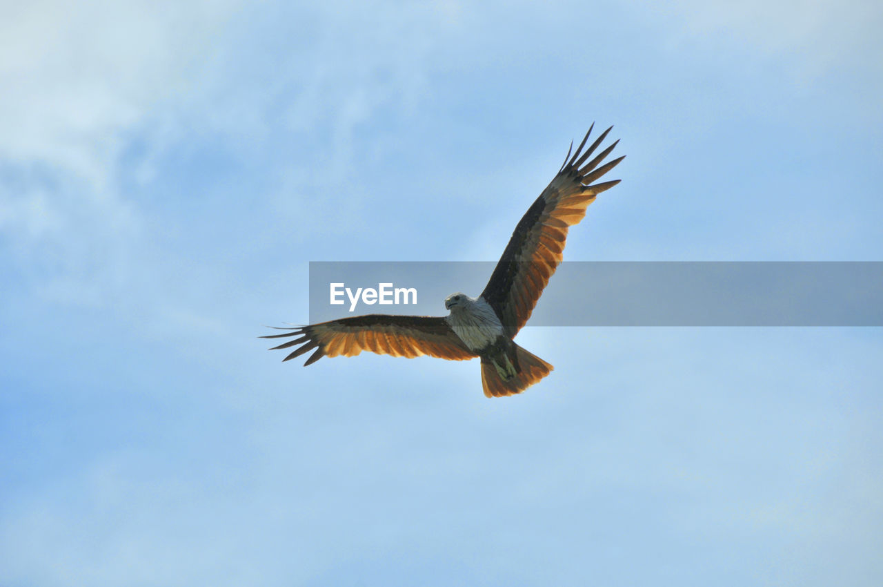 LOW ANGLE VIEW OF EAGLE FLYING IN THE SKY