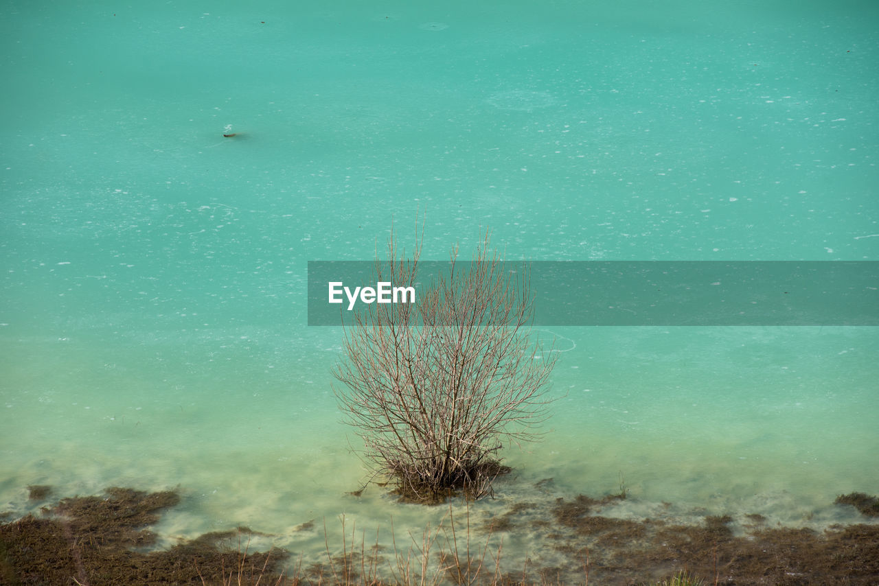 nature, reef, water, underwater, plant, sea, beauty in nature, no people, tree, tranquility, scenics - nature, land, ocean, tranquil scene, environment, winter, sky, outdoors, sunlight, bare tree, cold temperature, morning, blue, undersea, snow, landscape, day