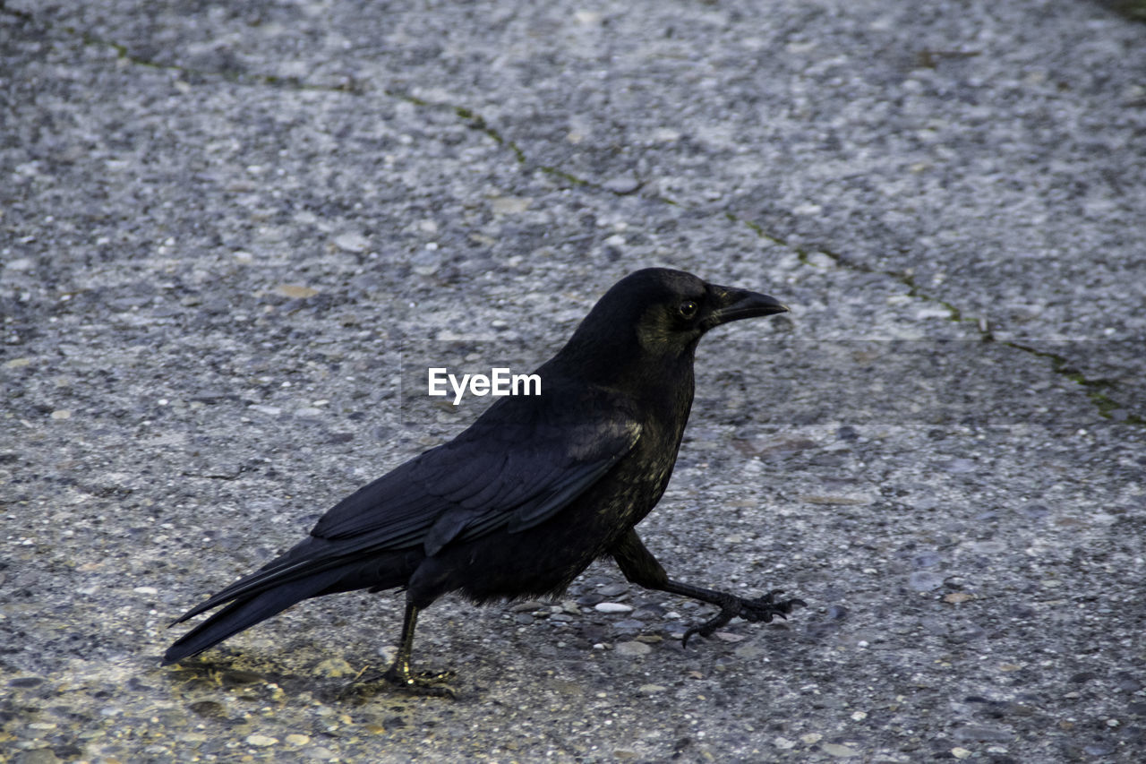 High angle view of raven on footpath