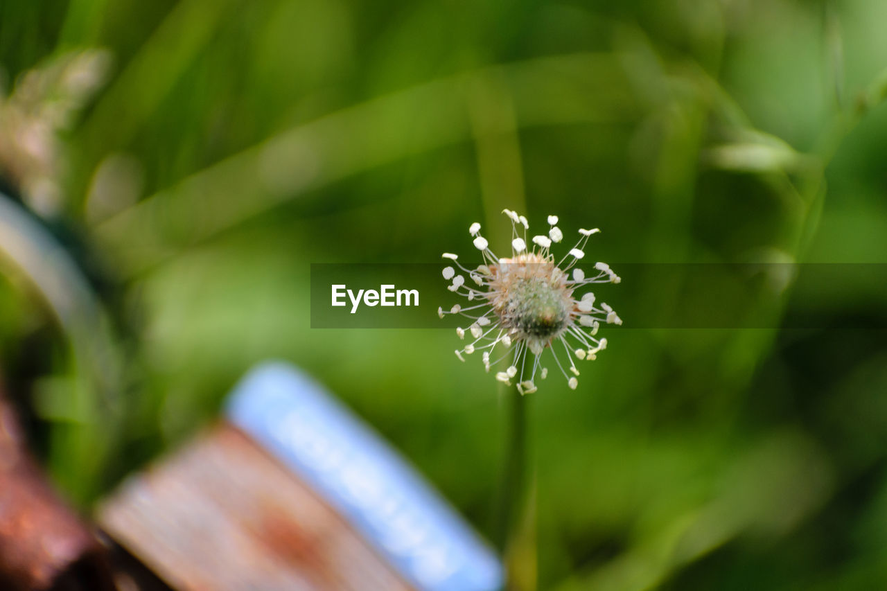 CLOSE-UP OF FLOWER BLOOMING