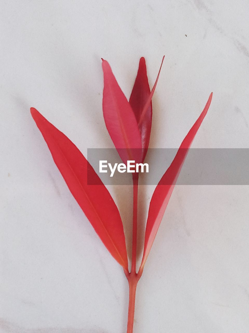 HIGH ANGLE VIEW OF COLORED PENCILS ON WHITE BACKGROUND