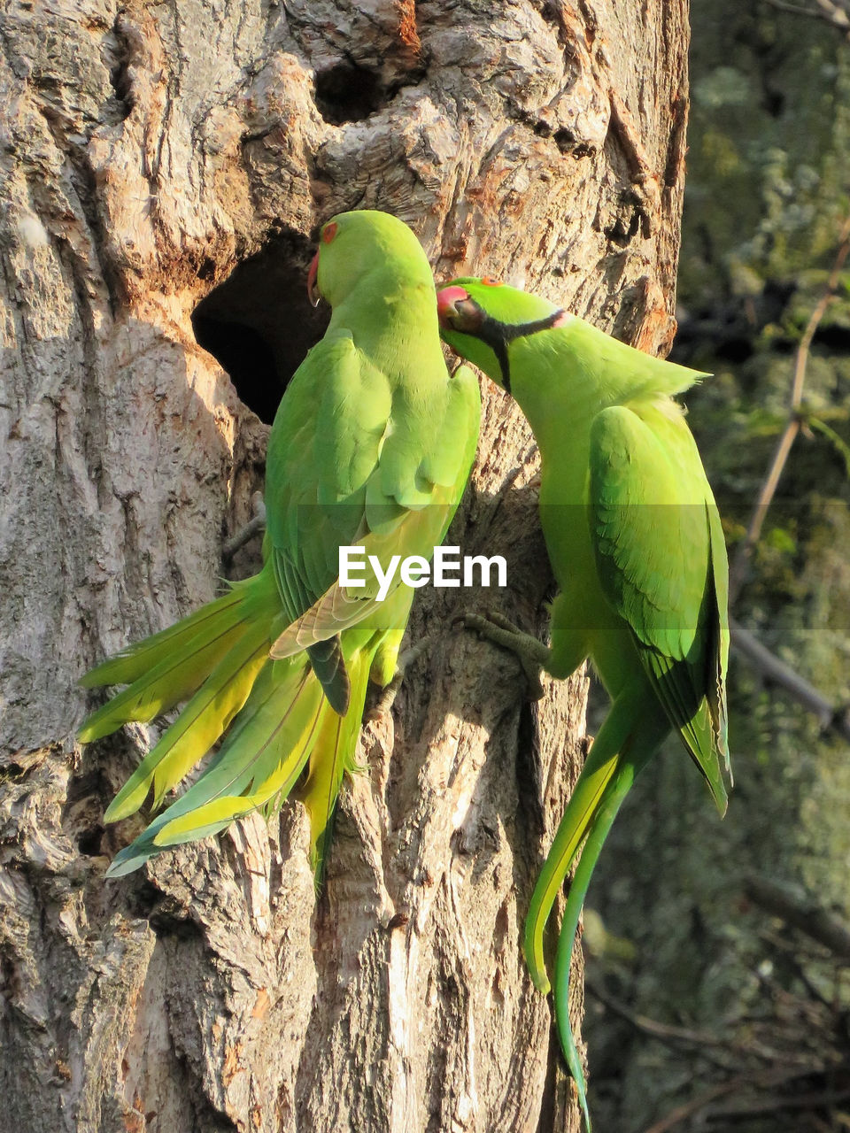 Two green parakeets purching on tree trunk