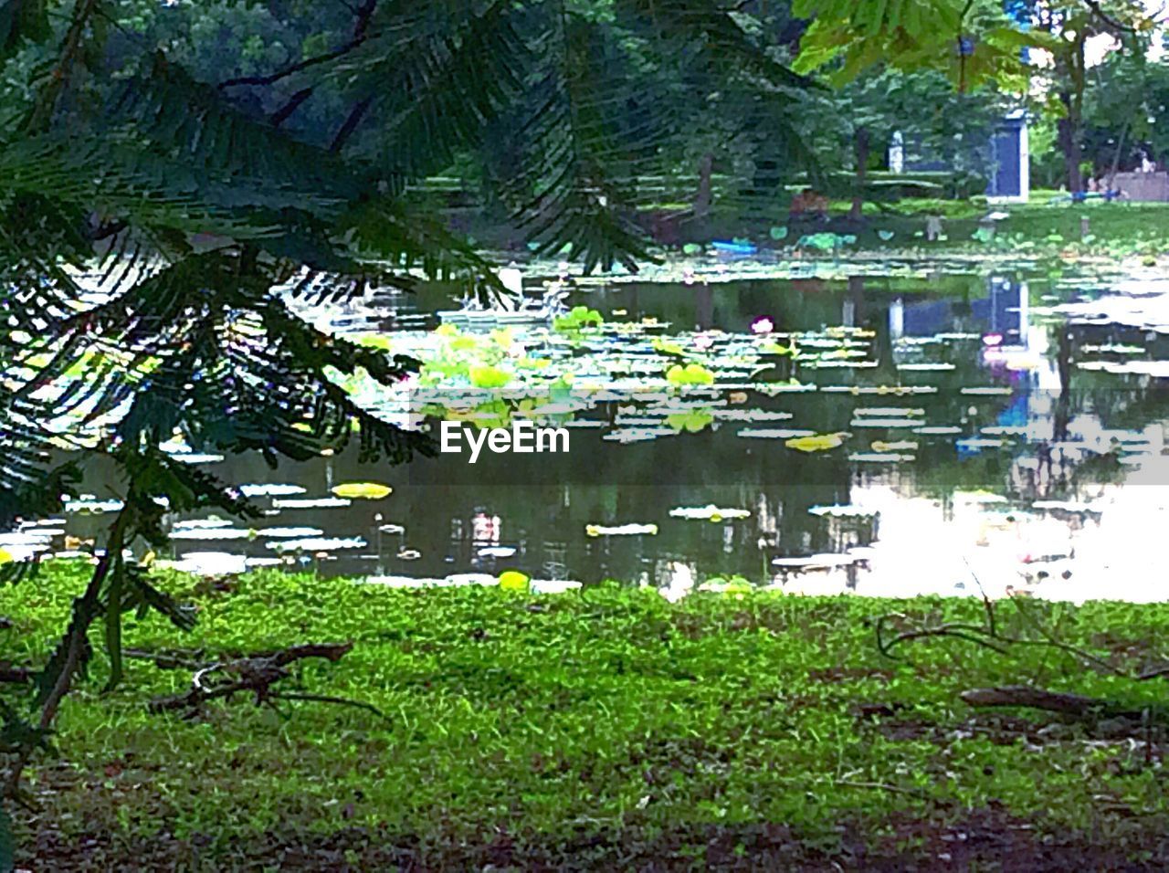 VIEW OF POND