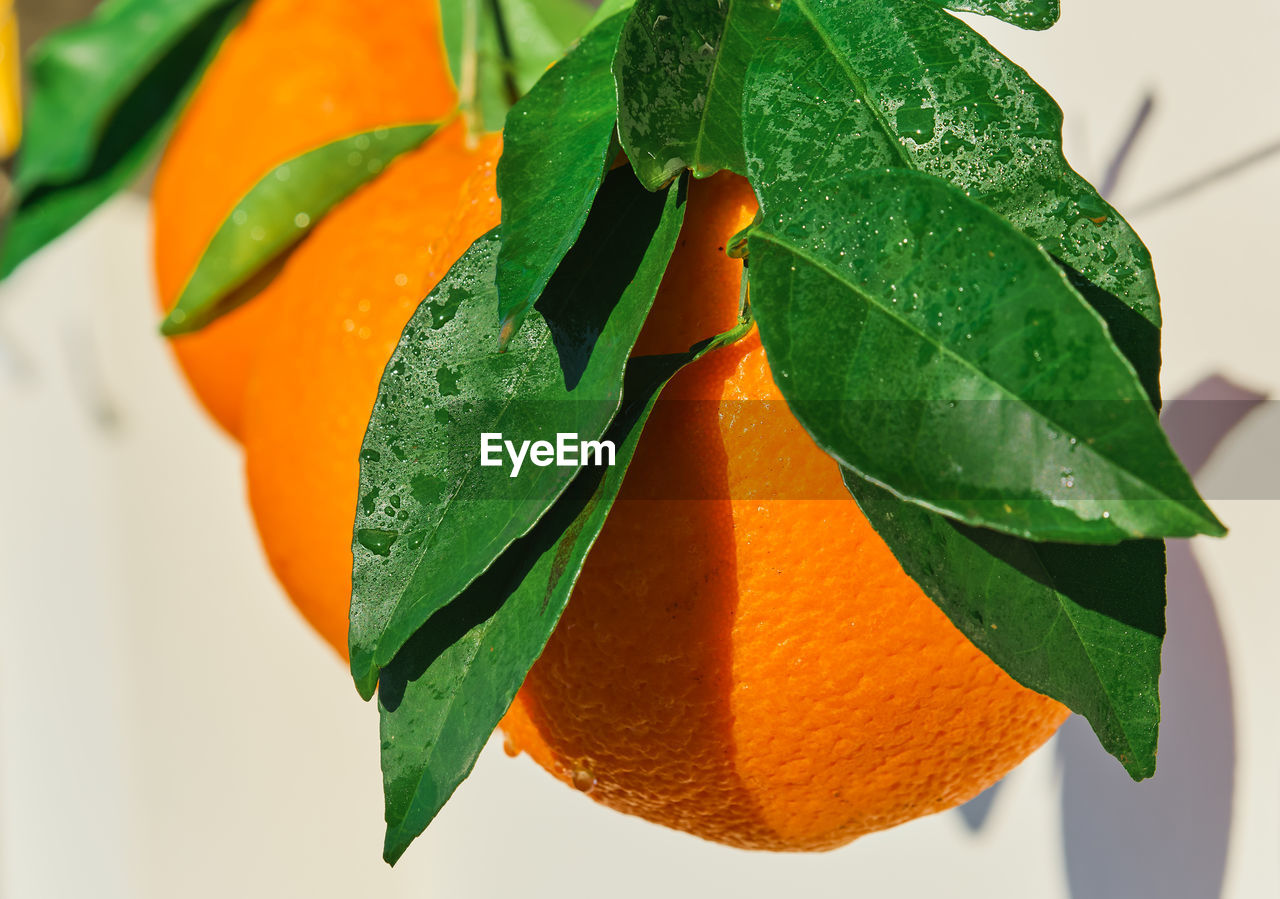 Beautiful juicy oranges close-up, freshly picked citrus fruits in water drops in bright sunlight