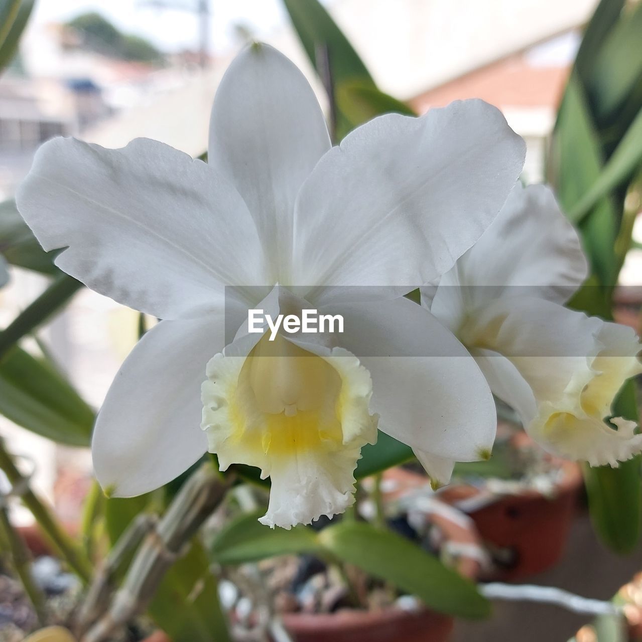 CLOSE-UP OF FRESH WHITE FLOWER WITH YELLOW PETALS