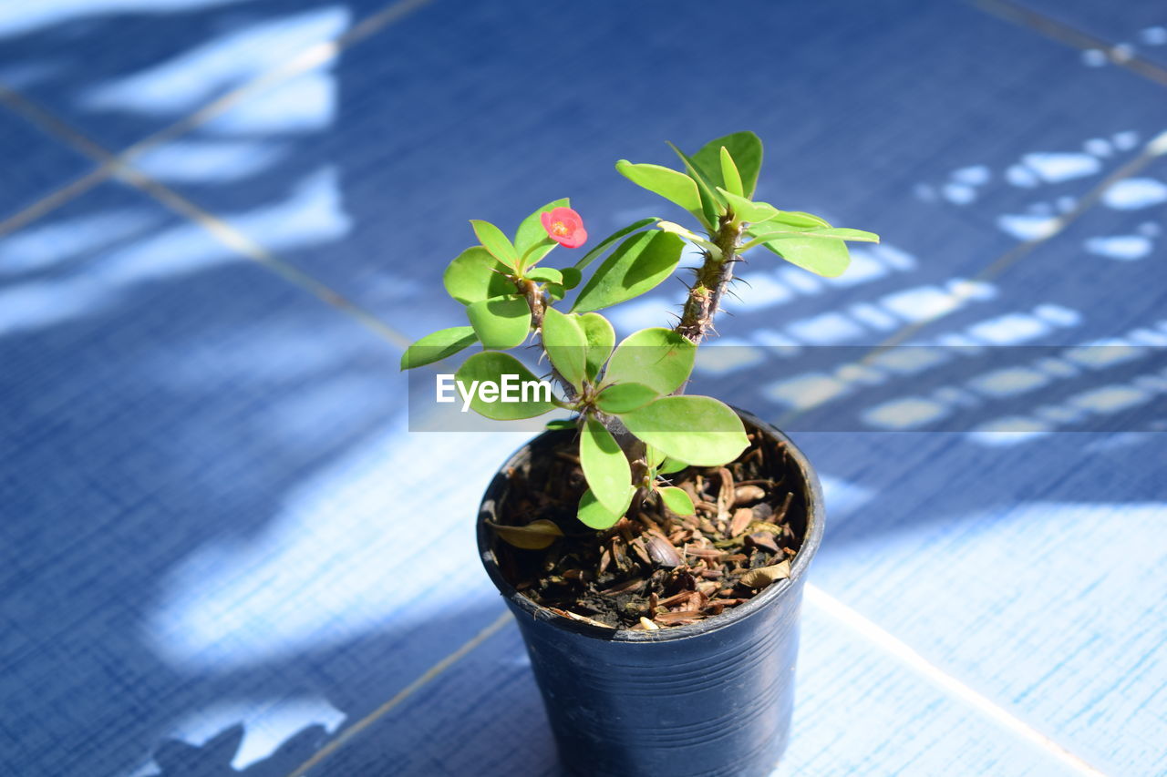 CLOSE-UP OF POTTED PLANT WITH FALLEN LEAVES ON WINDOW