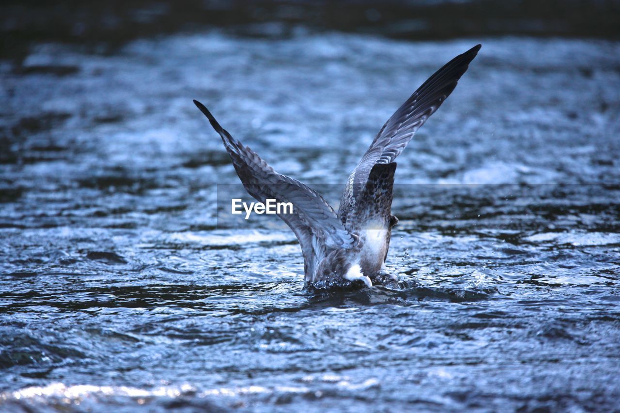 BIRD FLYING ABOVE SEA