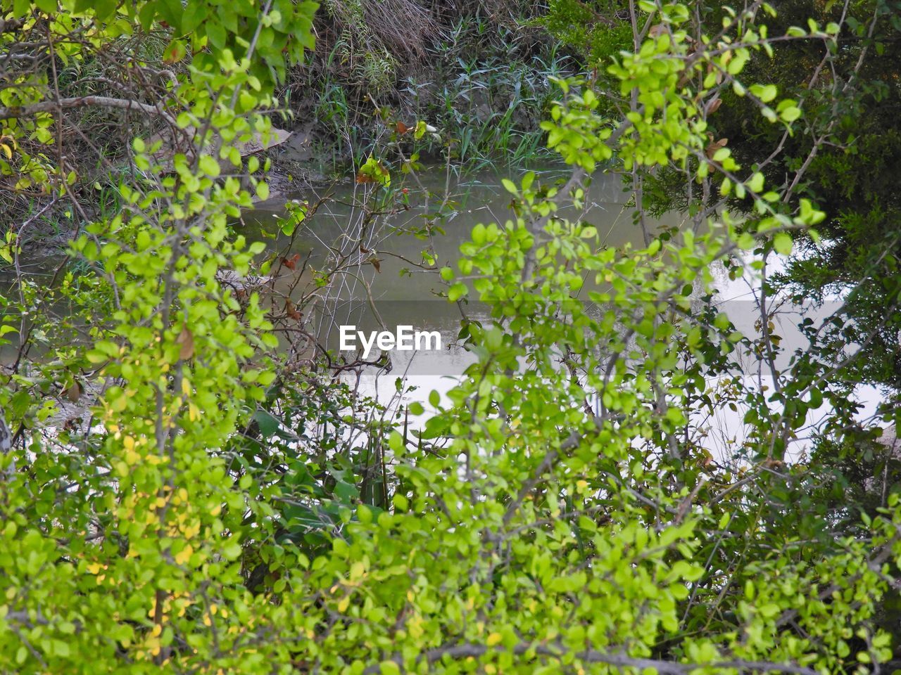 REFLECTION OF TREES ON WATER