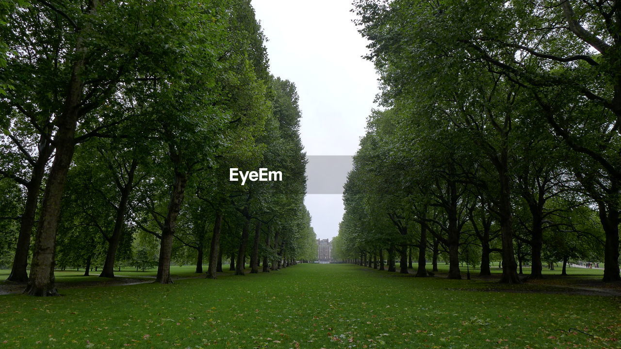 VIEW OF TREES ALONG LEAVES ON FOOTPATH