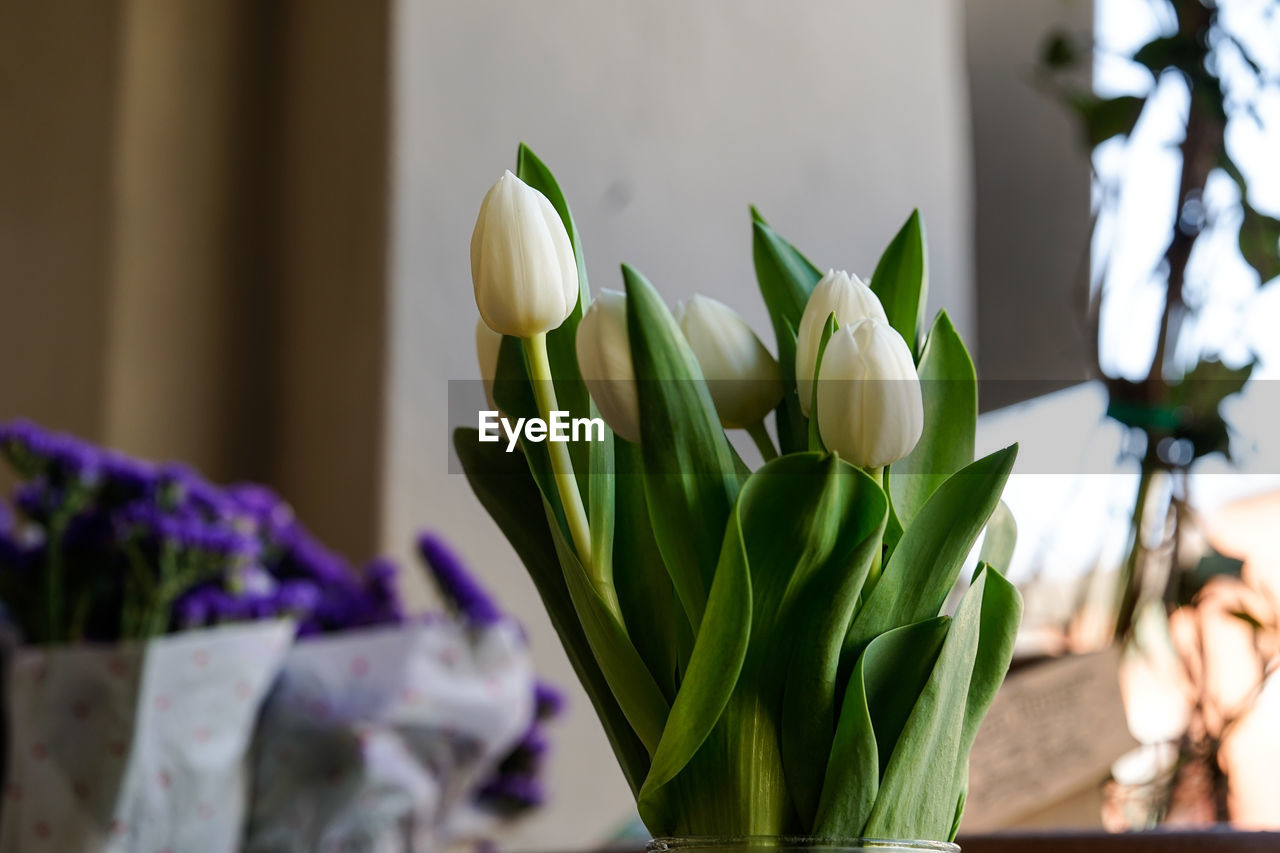 CLOSE-UP OF WHITE TULIPS