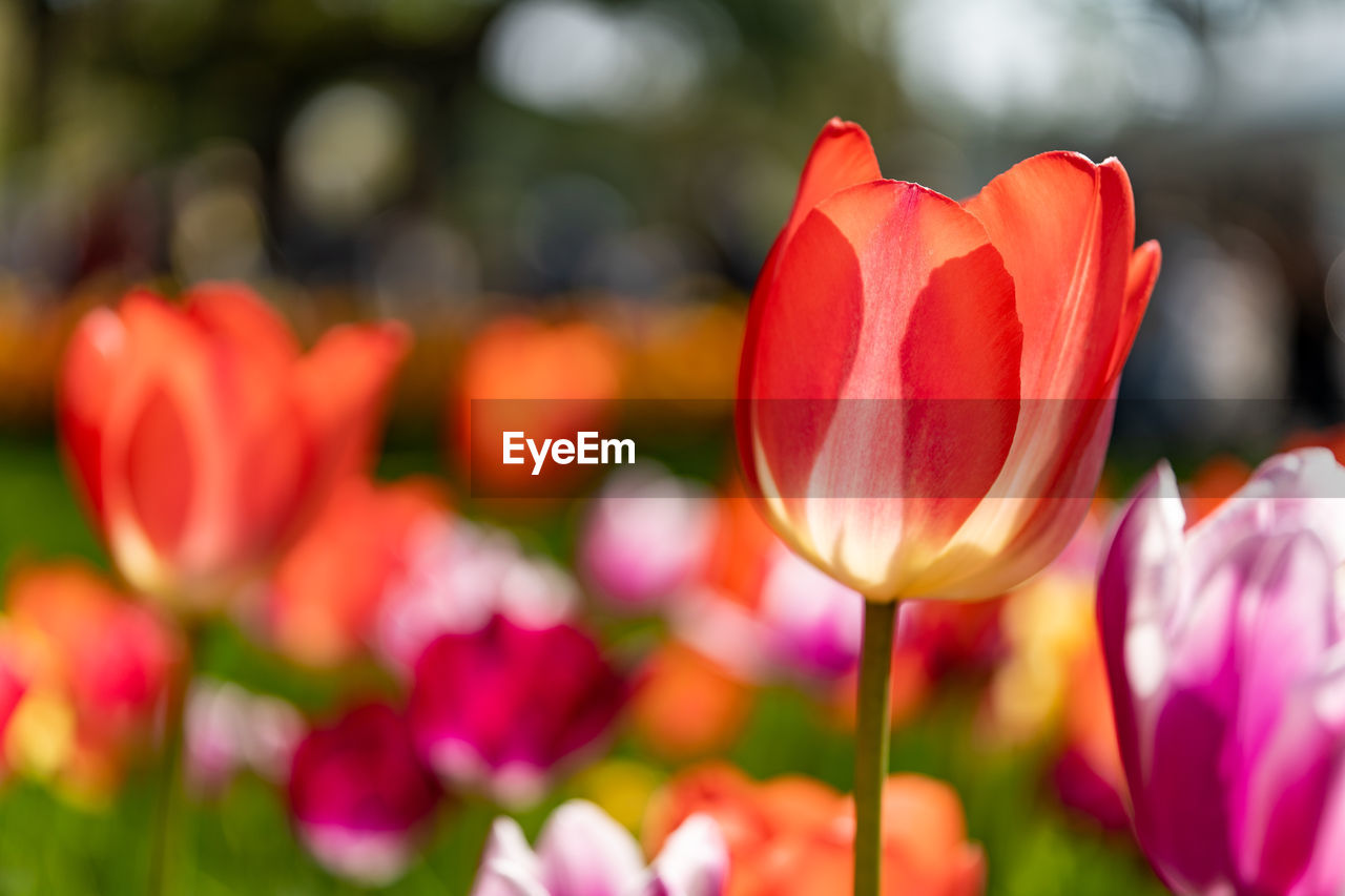 Close-up of red tulips on field