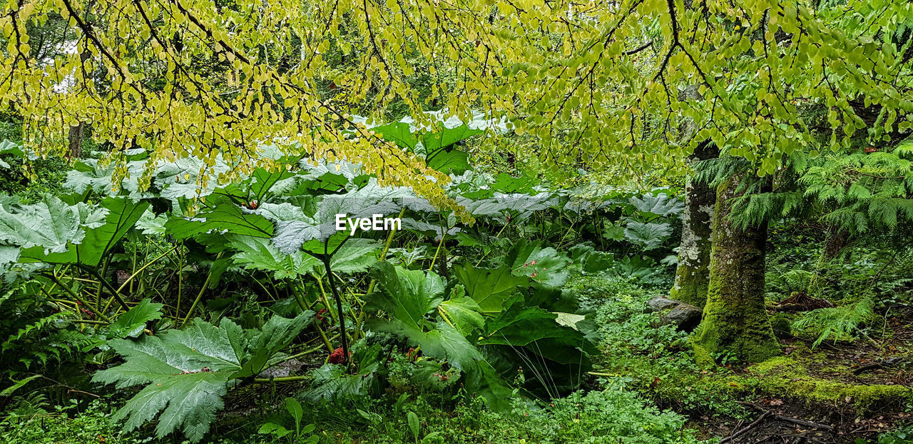 SCENIC VIEW OF FLOWERING TREES ON FIELD