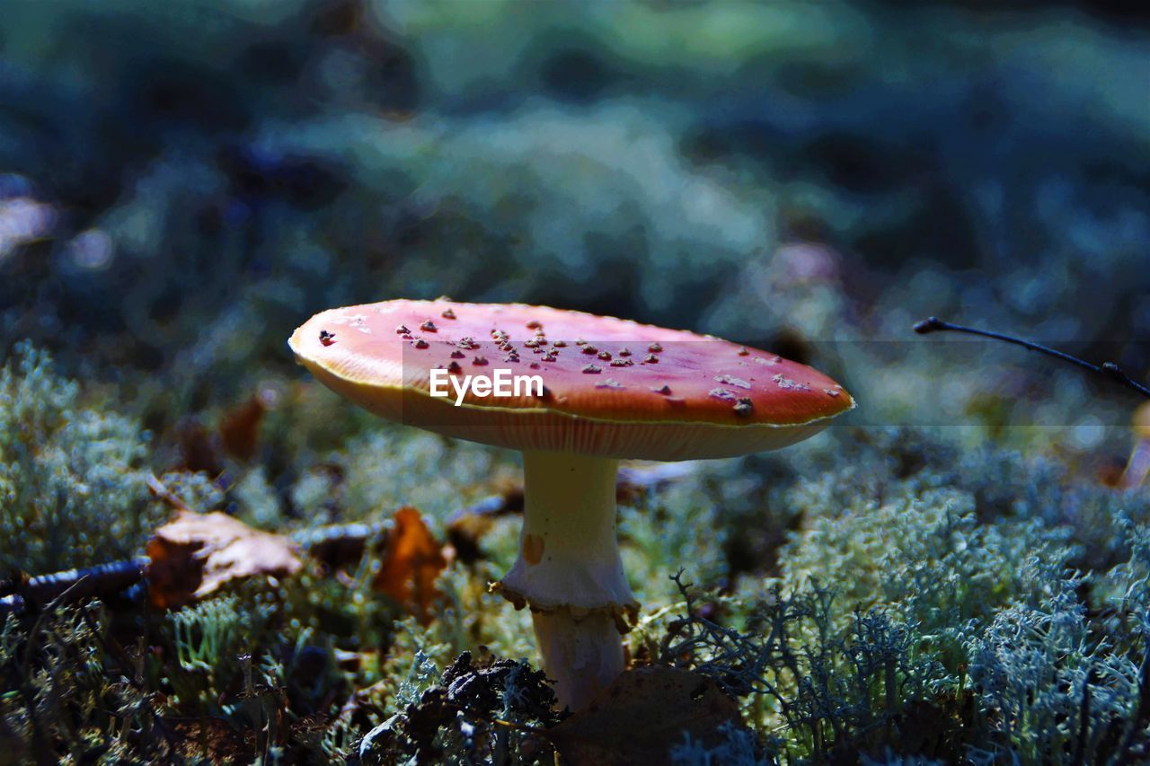 Close-up of mushroom growing on field